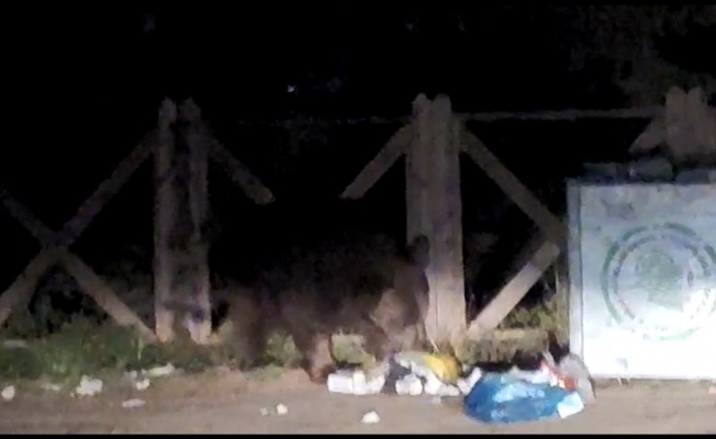 Uludağ’da aç kalan ayı çöpleri karıştırırken görüntülendi