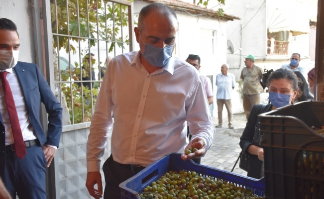 Gemlik Belediyesi zeytin ödemelerine başladı