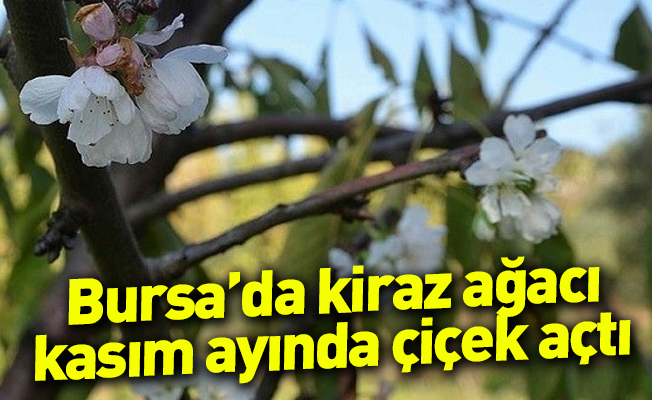 Bursa’da kiraz ağacı kasım ayında çiçek açtı