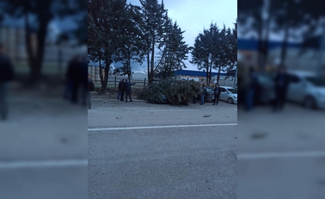 Otomobilin üzerine ağaç devrildi