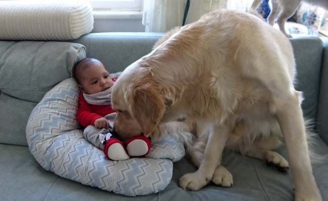 (Özel) Köpek yeni doğan bebeği kimseyle paylaşmıyor