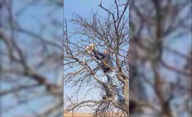 Çıktığı ağaçta mahsur kalan kediyi vatandaşlar kurtardı