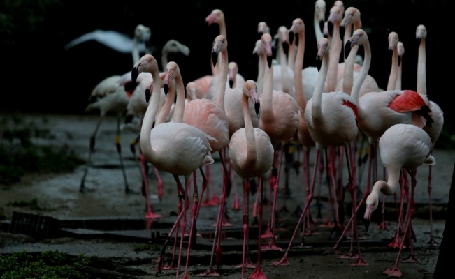 (Özel) Flamingo ailesine 12 yeni üye