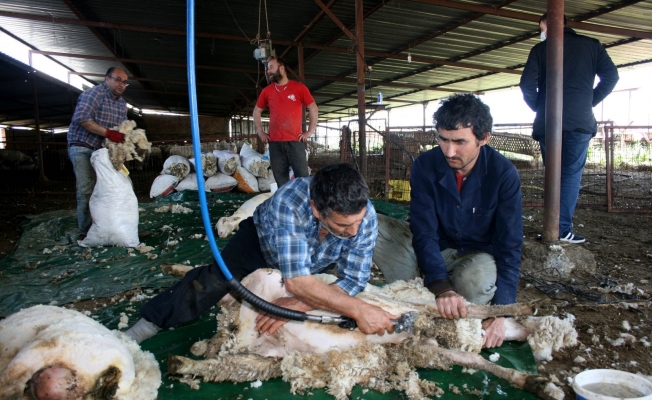 Koyunlar yaza hazırlanıyor...Üreticiler yapağı fiyatlarına isyan etti