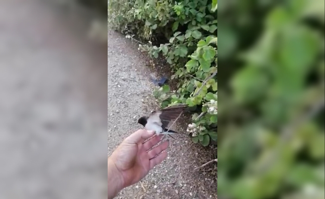 Bursa’da bir çiftçi çalılara takılan kuşu kurtardı