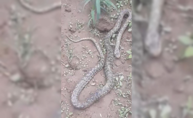 Bursa’da tarlasında dev yılanı gören çifti şaşkınlığını gizleyemedi