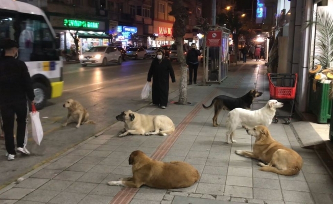 Gemlik’te sokak köpekleri tehlike saçıyor