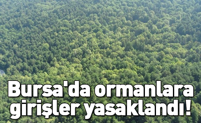 Bursa'da ormanlara girişler yasaklandı!