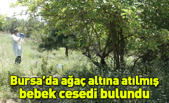 Bursa’da ağaç altına atılmış bebek cesedi bulundu