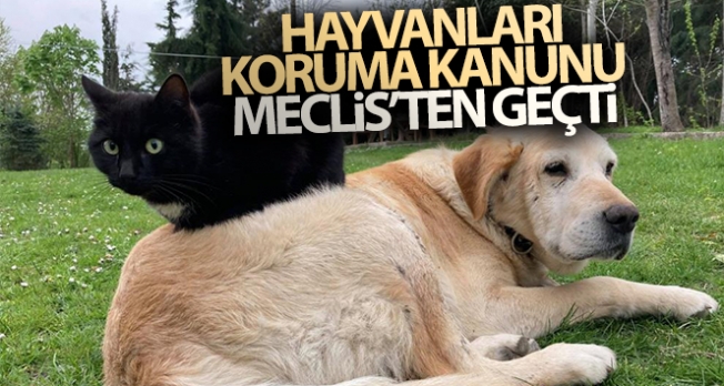 Hayvanları Koruma Kanunu ile Türk Ceza Kanununda Değişiklik yapılmasına Dair Kanun Teklifi kabul edildi