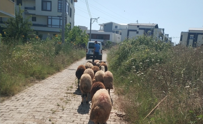 Koyunları kaybolan çiftçinin yardımına Gemlik zabıtası koştu