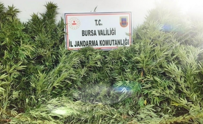 Bursa’da evin bahçesinde ekili 48 kök kenevir ele geçirildi