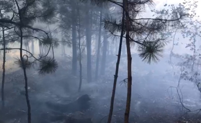 İnegöl'de korkutan orman yangını