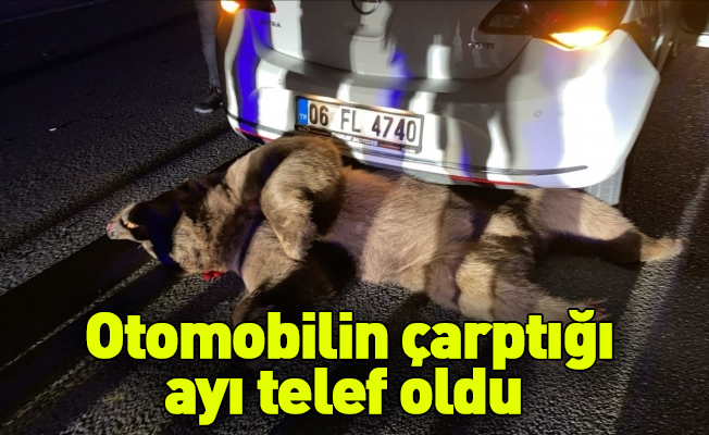 Bursa'da otomobilin çarptığı ayı telef oldu 