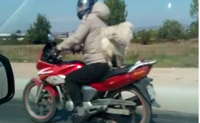 İnegöl'de köpeğin motosiklet arkasındaki tehlikeli yolculuğu kameraya yansıdı