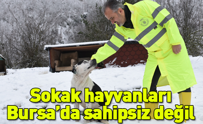 Sokak hayvanları Bursa’da sahipsiz değil