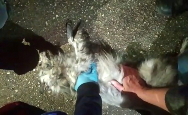 Yangından kurtarılan köpeğe 112 ekipleri dakikalarca kalp masajı yaptılar 
