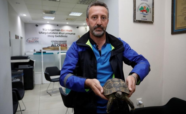 Şehir Trafiğinde Mahsur Kalan Kaplumbağaya İnegöl Belediyesi Sahip Çıktı