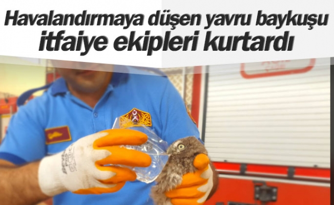 Havalandırmaya düşen yavru baykuşu itfaiye ekipleri kurtardı