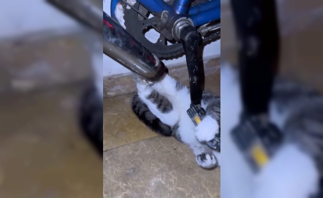 Bisikletin zincirine ayağı sıkışan kediyi itfaiye kurtardı