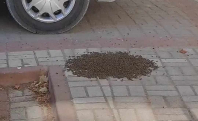 Mahalleyi arılar bastı!