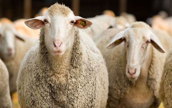 300 koyun başvuru sonuçları tam isim listesi-2018