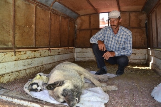 Yenişehir’de Köpek Katliamı