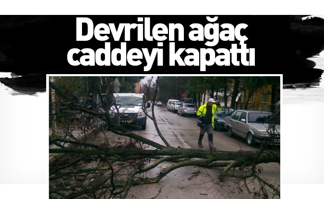 Devrilen ağaç caddeyi kapattı
