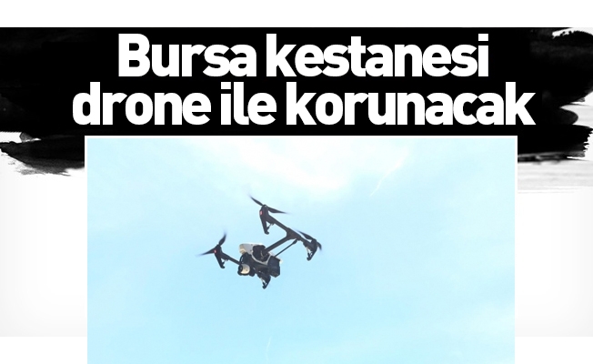 Bursa kestanesi drone ile korunacak