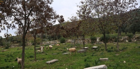 Burası Bir Yahudi Mezarlığı