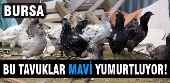 Bursa'da bu tavuklar mavi yumurtluyor!