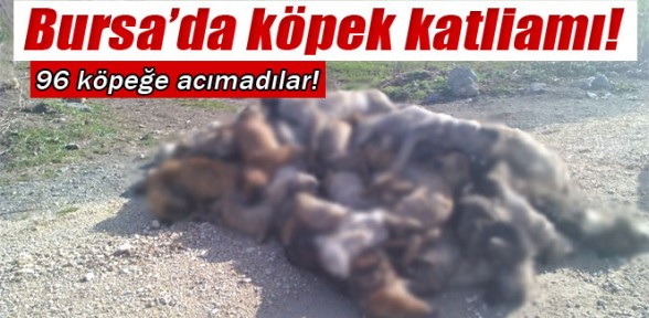 Bursa'da köpek katliamı
