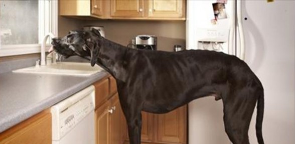 Dünyanın En Uzun Köpeği öldü