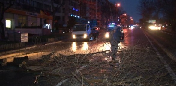 İstanbul’da lodos ağaç devildi