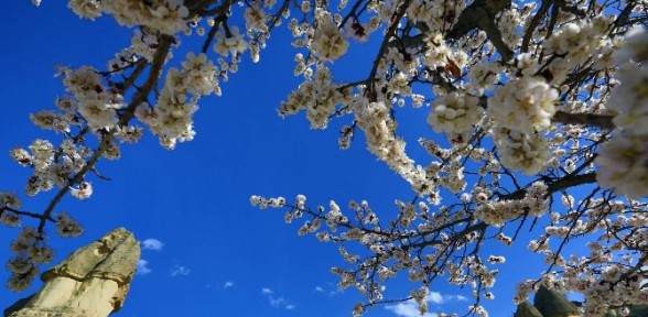 Kapadokya’ya bahar geldi