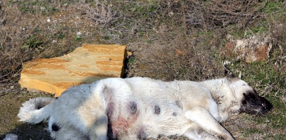 Konya’da Köpek Katliamı