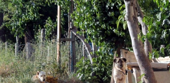 Kuduz köpek dehşeti ! 6 ay süreyle karantinaya alındı