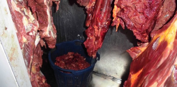 Piyasaya sürülmeye hazır yarım ton at eti bulundu