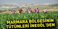 Marmara Bölgesinin Tütünleri İnegöl'den