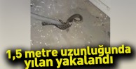 1,5 metre uzunluğunda yılan yakalandı