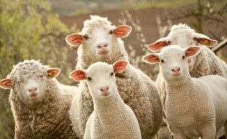 300 koyun 30 bin lira kar sağlayacak-yeni şartlar Tarım Bakanlığı açıkladı