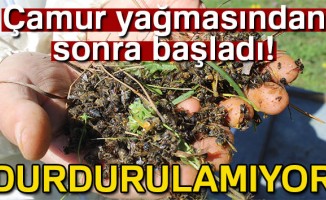 Bursa'da arı ölümleri artarak devam ediyor