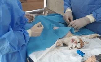 Yaralı kedi ameliyat edildi