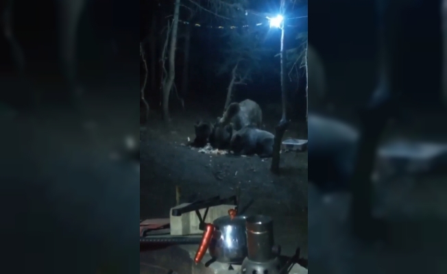 Uludağ’da aç kalan ayılar kamp alanına indi