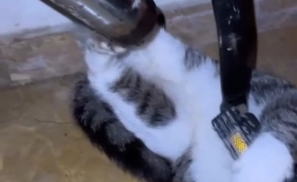 Bisikletin zincirine ayağı sıkışan kediyi itfaiye kurtardı