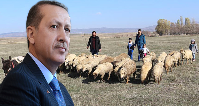 Çiftçi Ailelere Verilecek 300 Koyun+Maaş Uygulamasının Detaylarını Erdoğan Açıklayacak