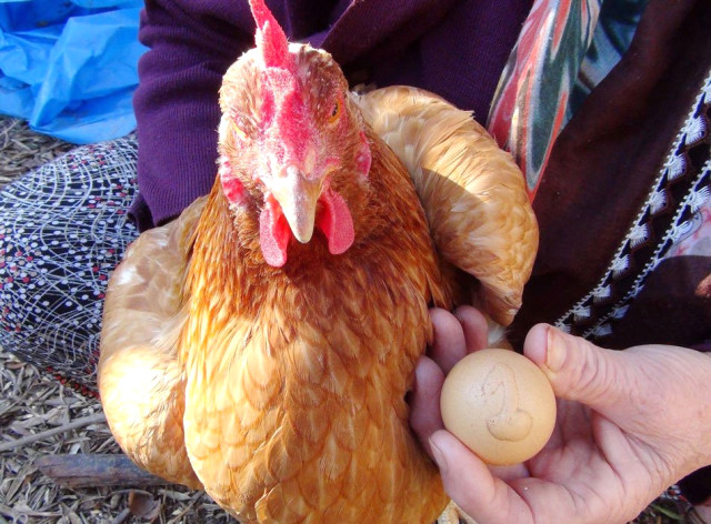 Üzerinde '1' Yazan Yumurtayı Bin Liradan Satışa Çıkardı