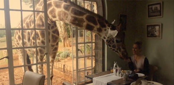 Zürafayla Kahvaltı Yapmak Ister Misiniz ?