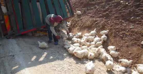 Tavuklar Yola Saçıldı