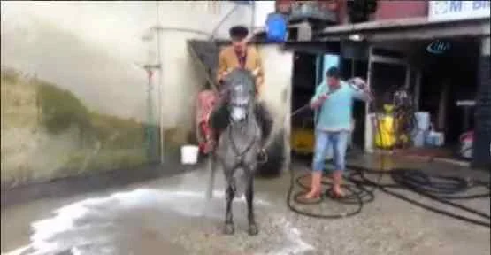 Oto Yıkamacıda Bir At
